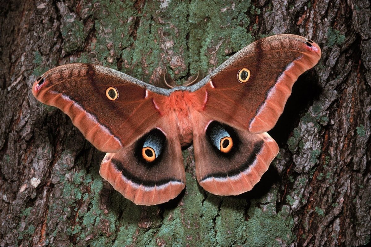 Бабочки в высоком разрешении