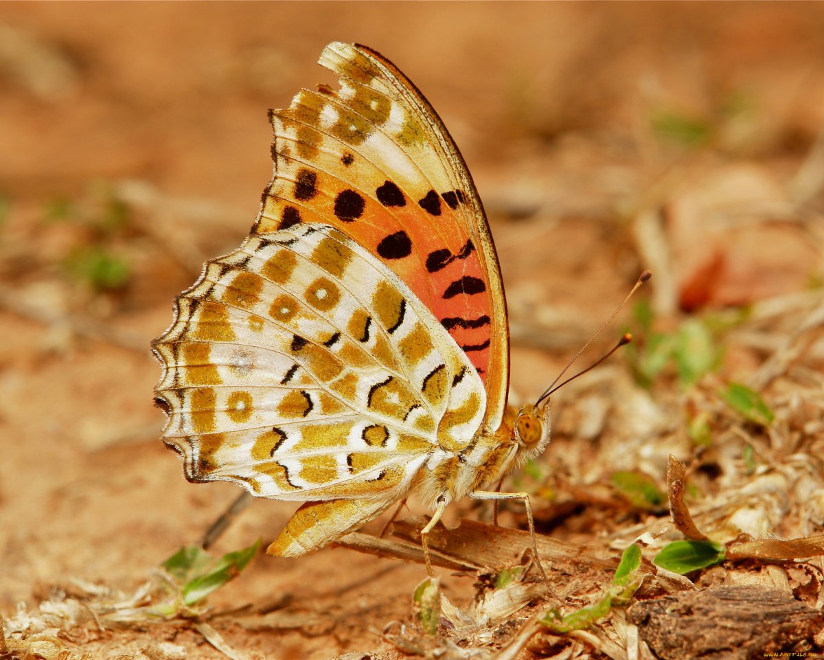 Живые обои бабочки