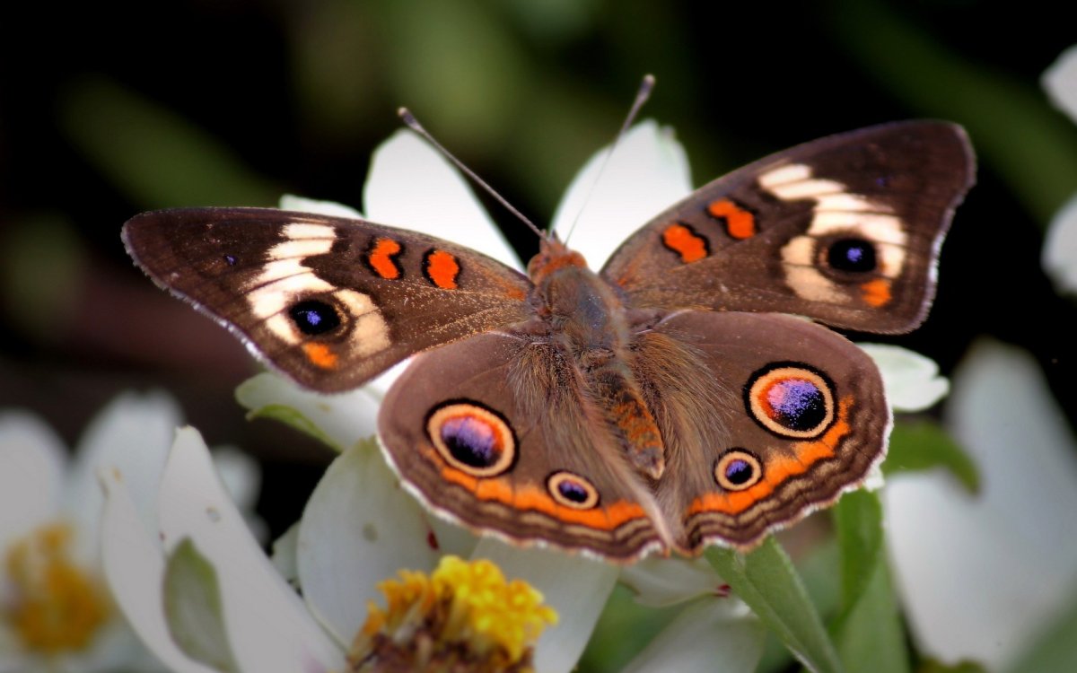 Обои для рабочего стола 1920х1080 высокого качества бабочки
