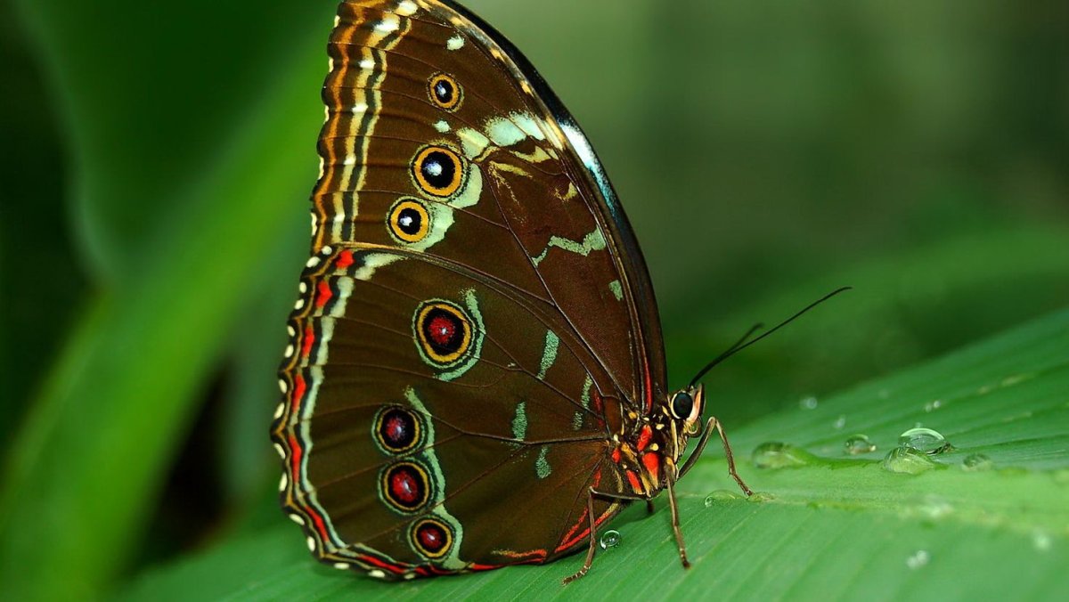 Бархатница Диана