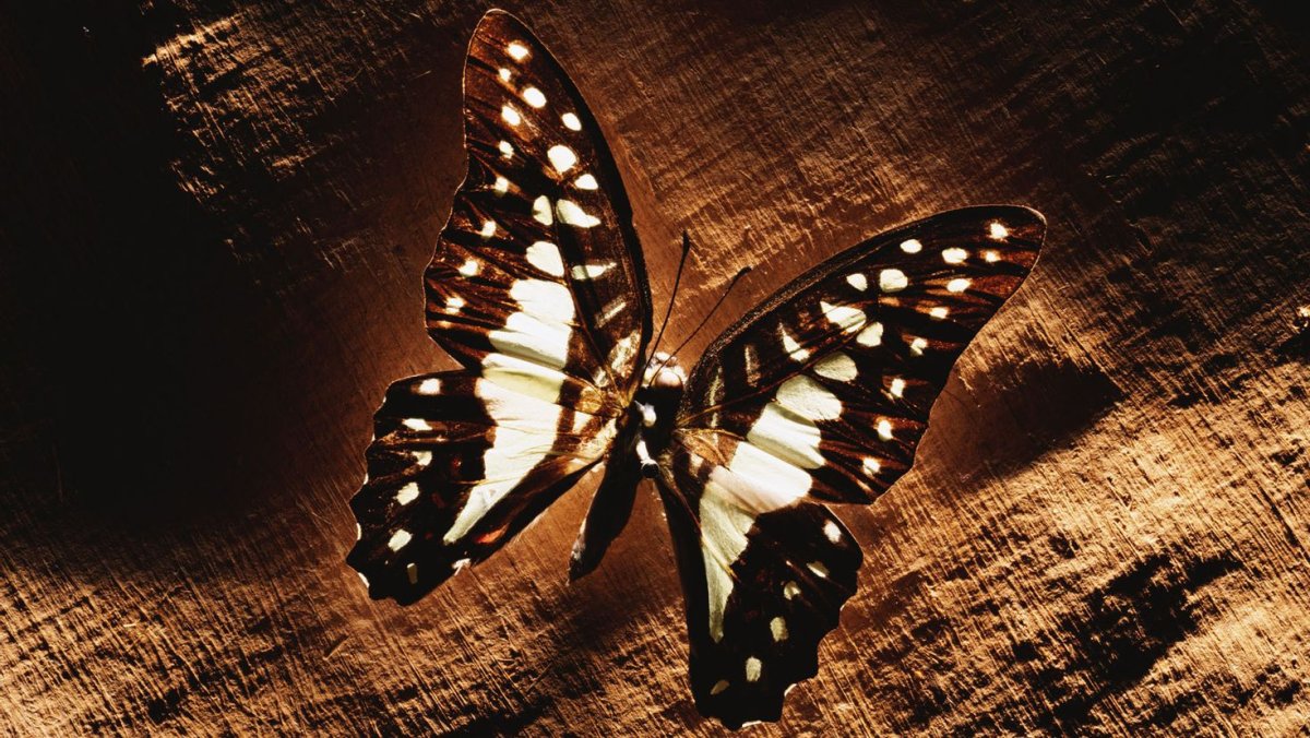 Осенние бабочки