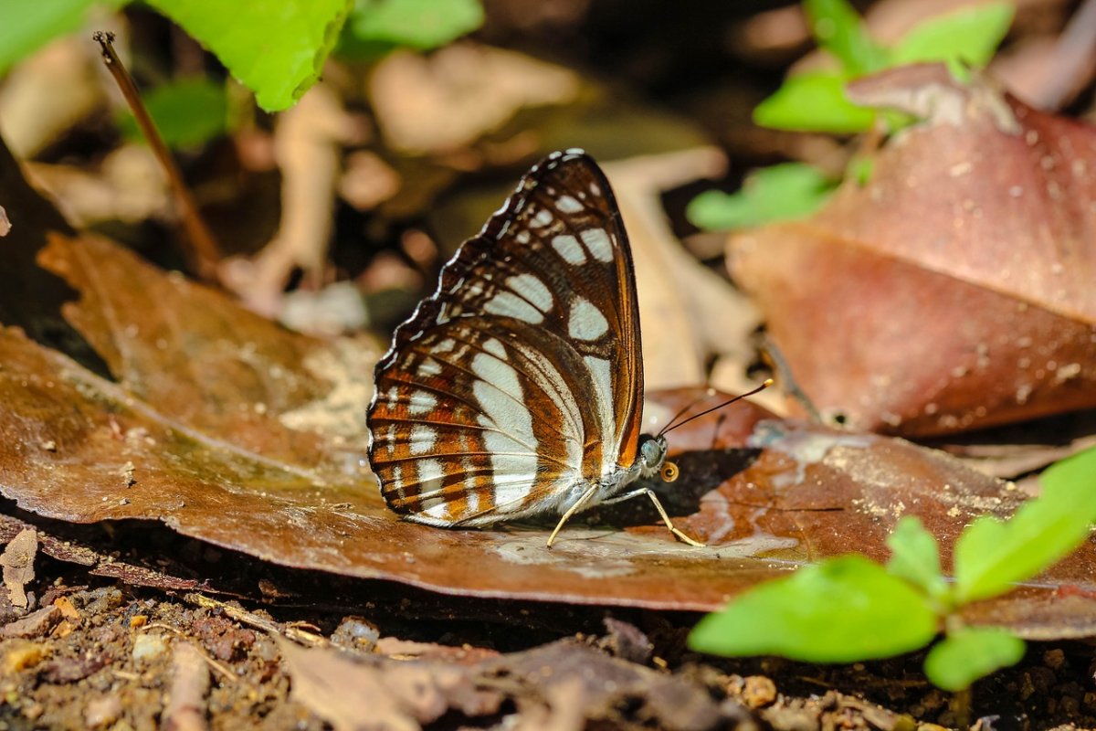 Сатир Дриада бабочка