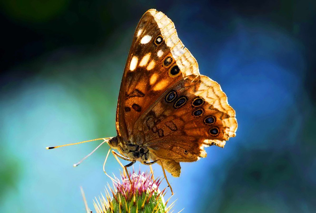 Бабочка желто коричневая