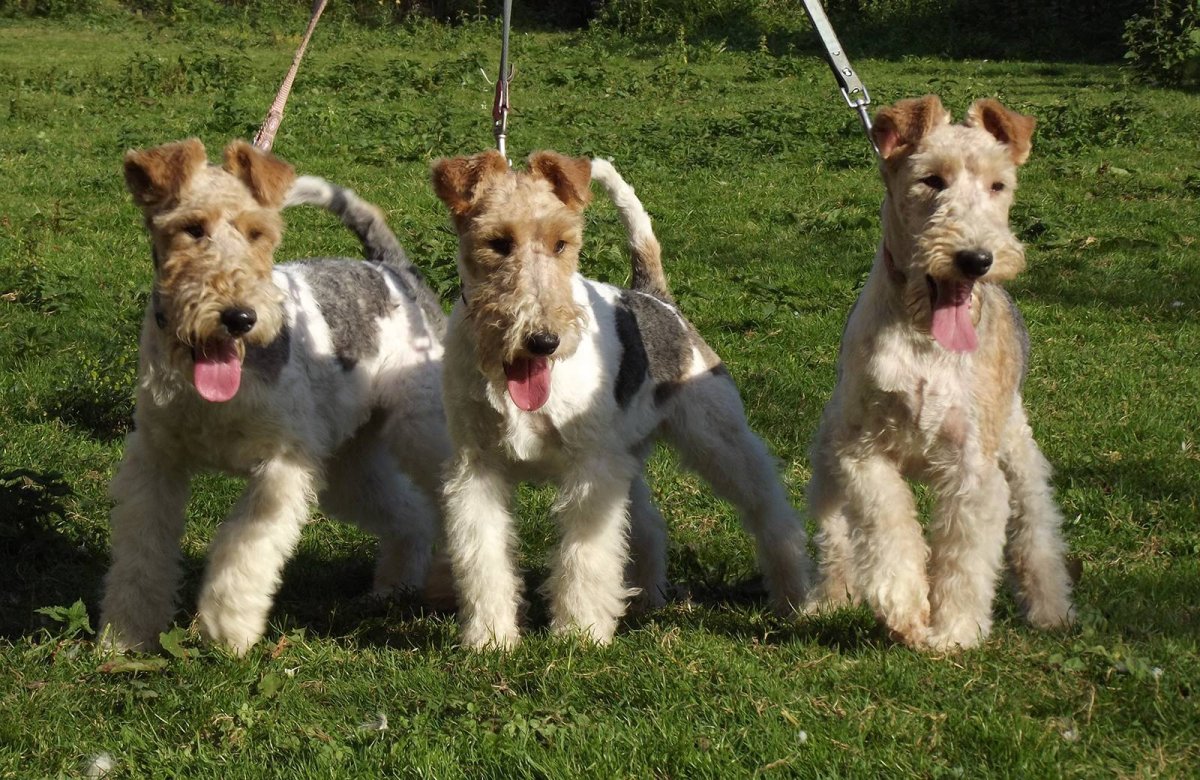 Вельштерьер жесткошерстный