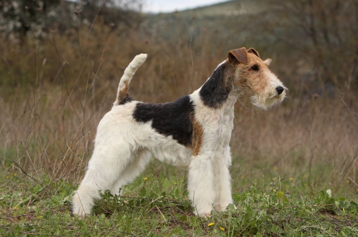 Жесткошёрстный жесткошёрстный Фокстерьер