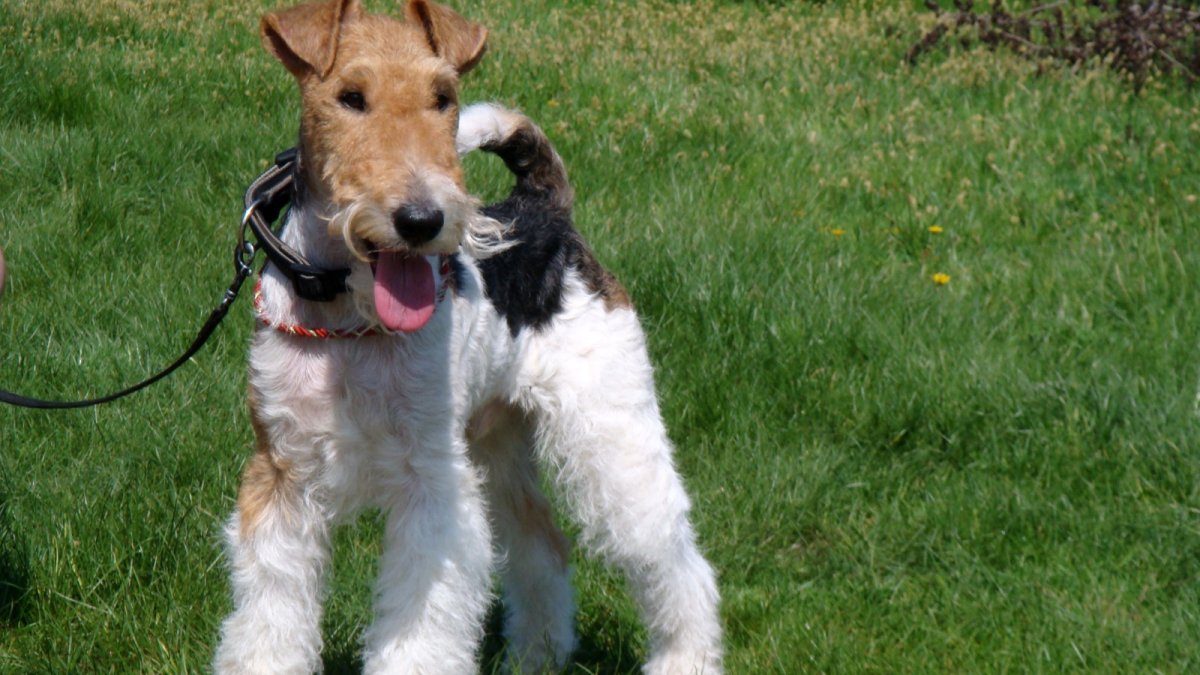 Фокс-терьер охотничья