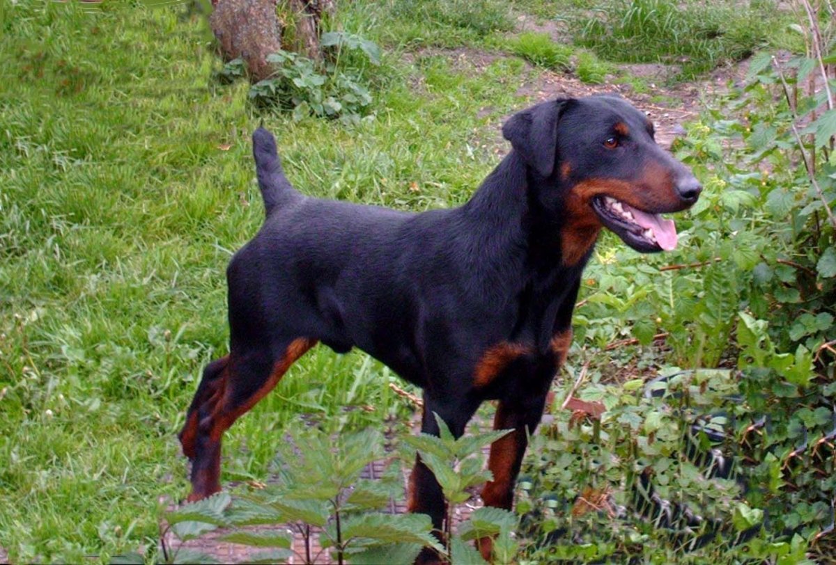 Карликовый Ягдтерьер