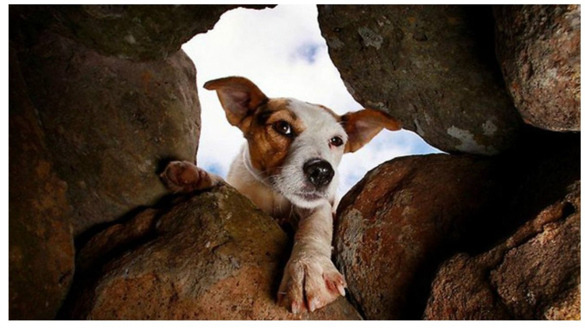 Джек-Рассел-терьер на охоте