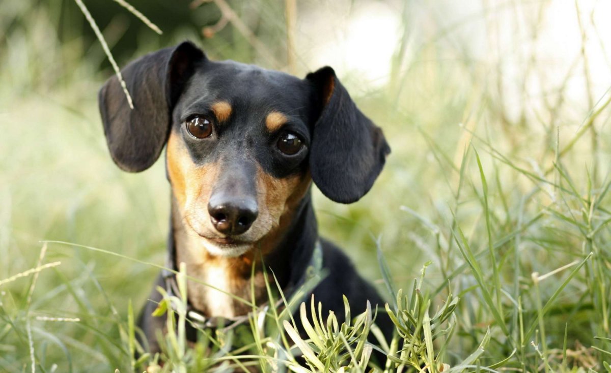 Ягдтерьер гладкошерстный