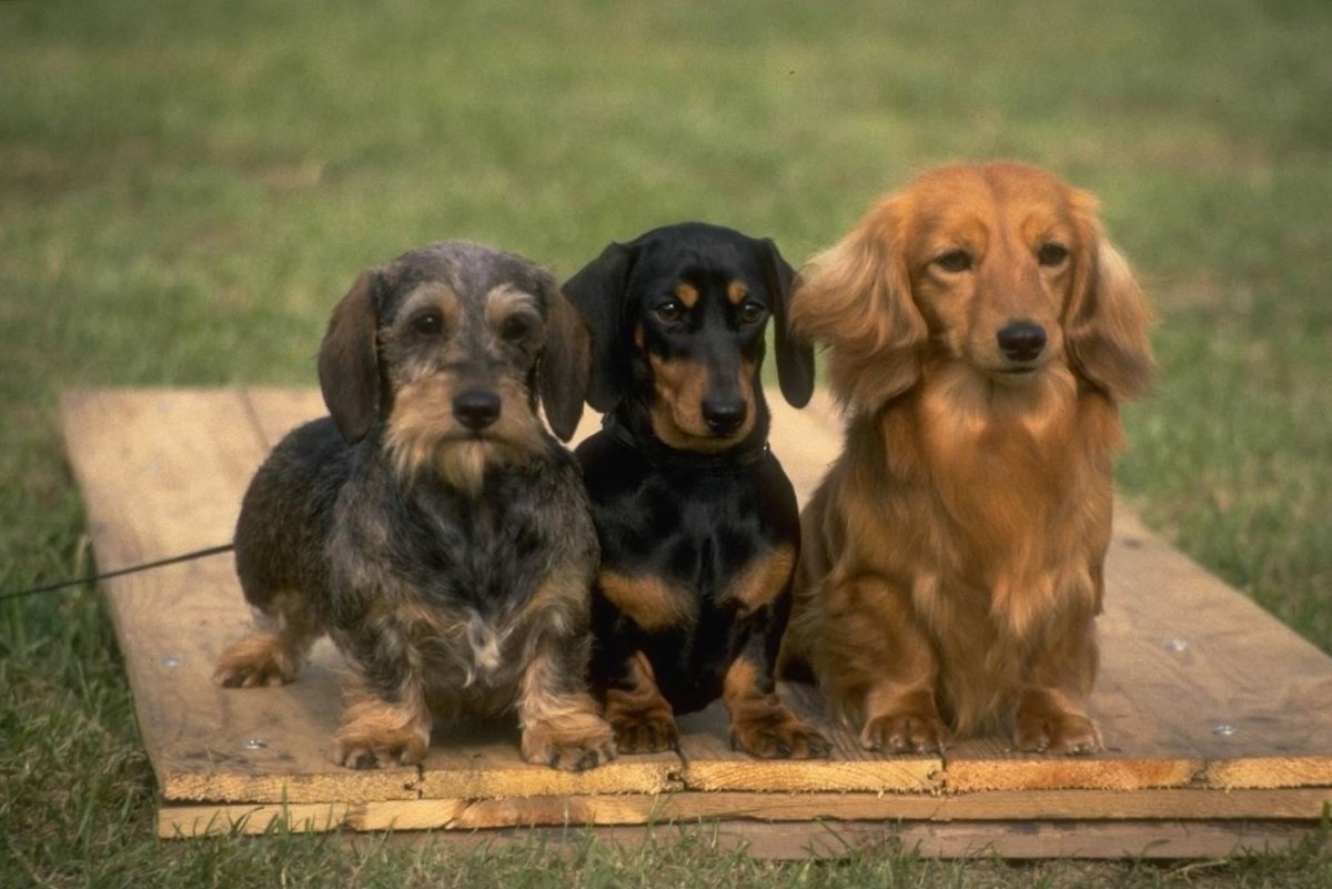 Дачхунд порода