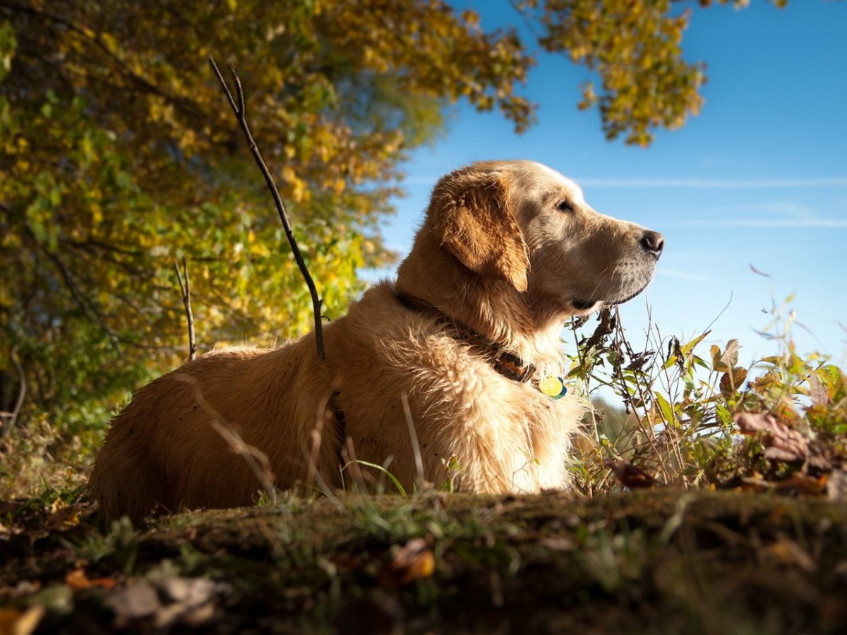 Красивые собаки разных пород на природе