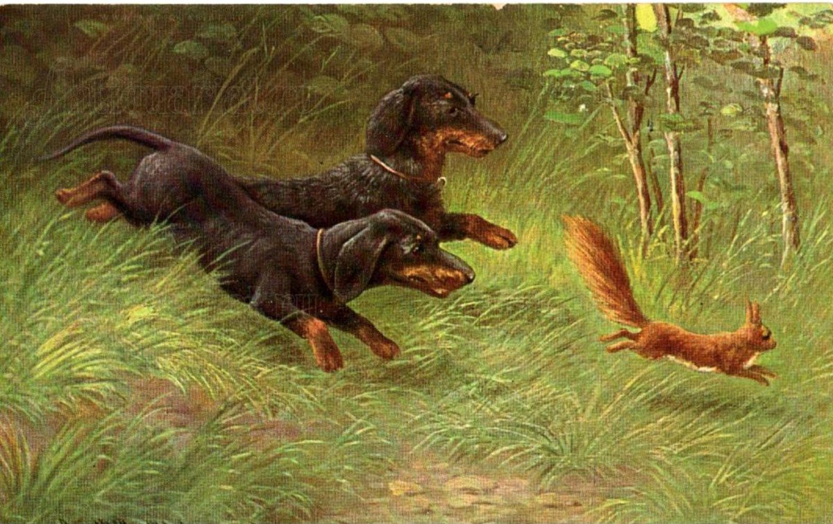 Собака охотник такса