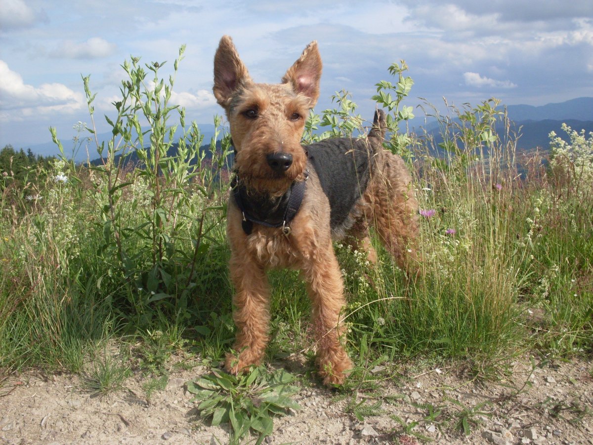 Вельштерьер и Эрдельтерьер