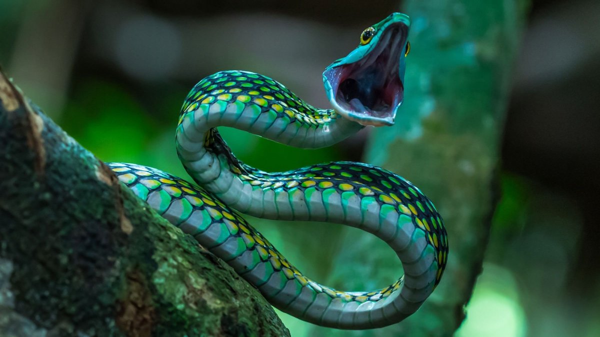 Кустарниковая гадюка