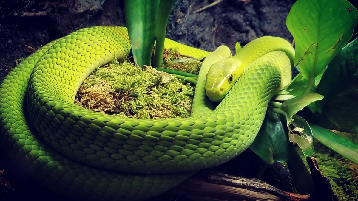 Смарагдовый полоз зеленый