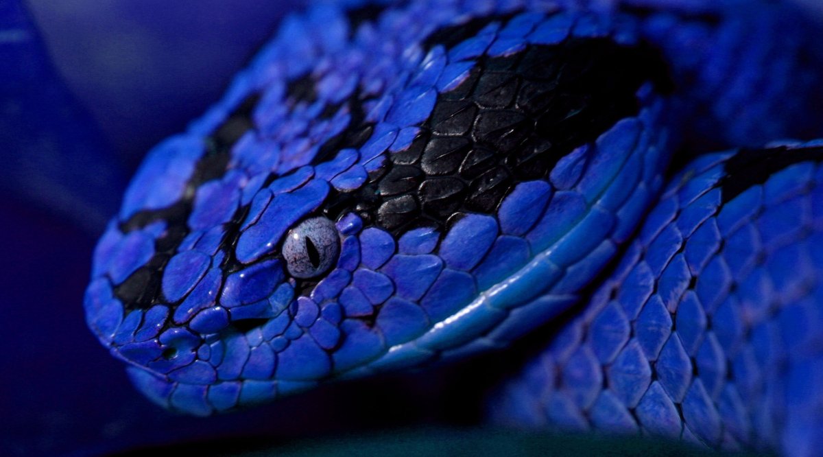 АТЕРИС хиспида