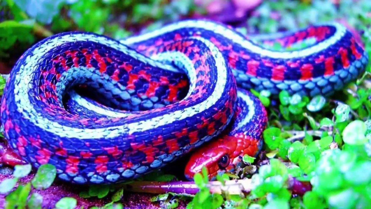 Рогатая древесная гадюка