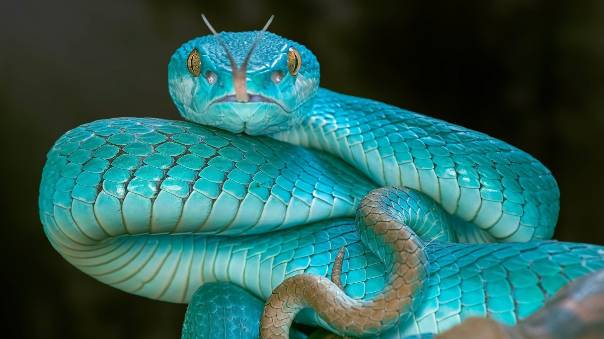 Черный Тайпан змея