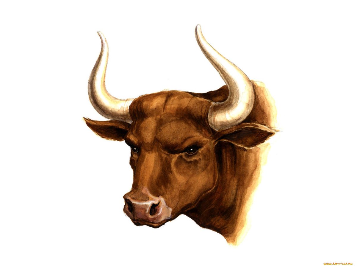 Taurus bull