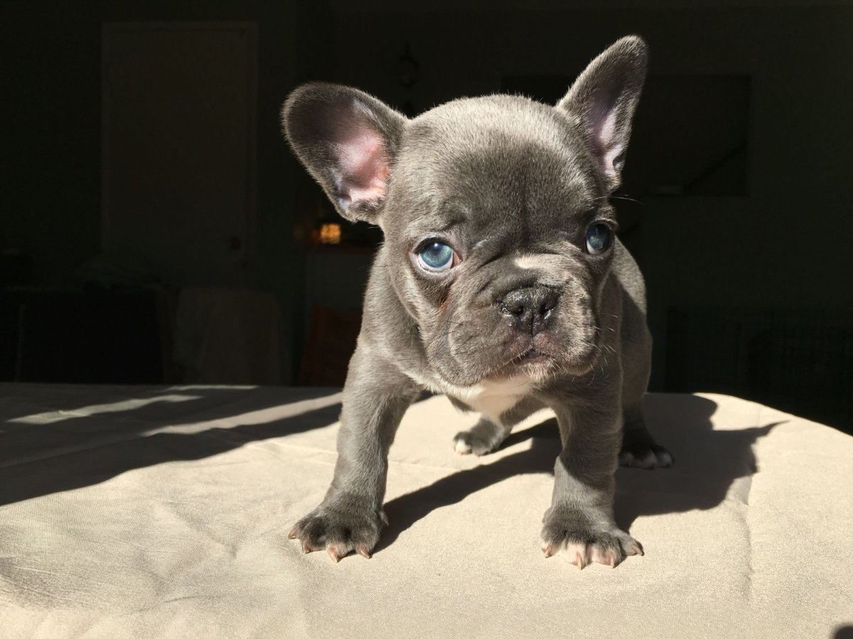 Французский бульдог подпалый