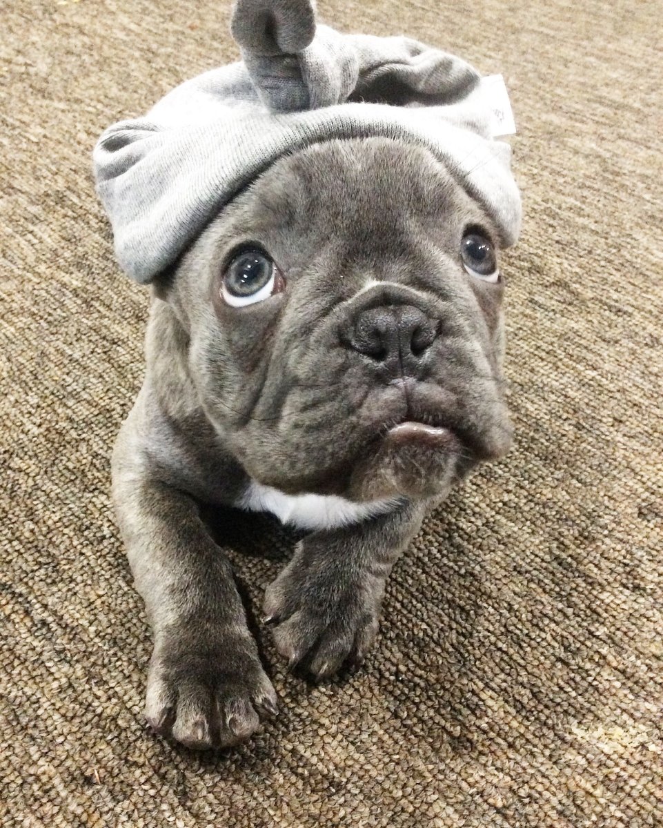 Серый бульдог с голубыми глазами