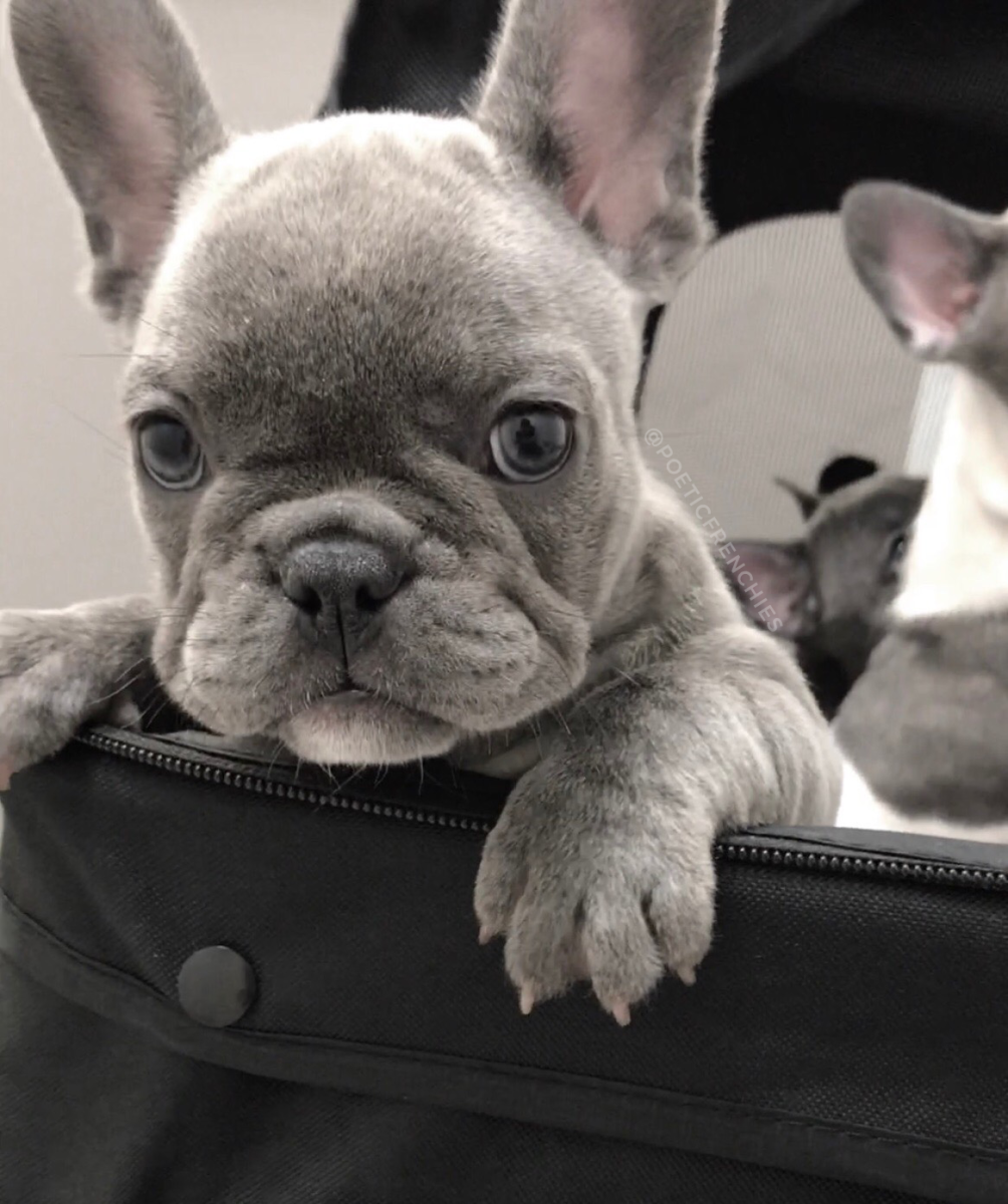 Французский бульдог Хлоя