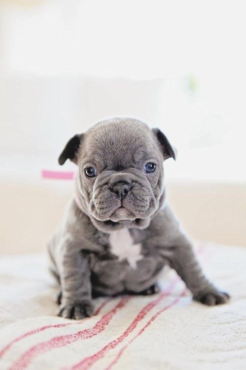 Французский бульдог Самурай