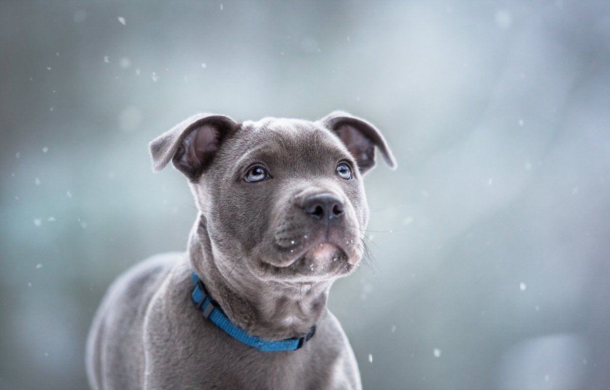 Стаффордширский бультерьер серый