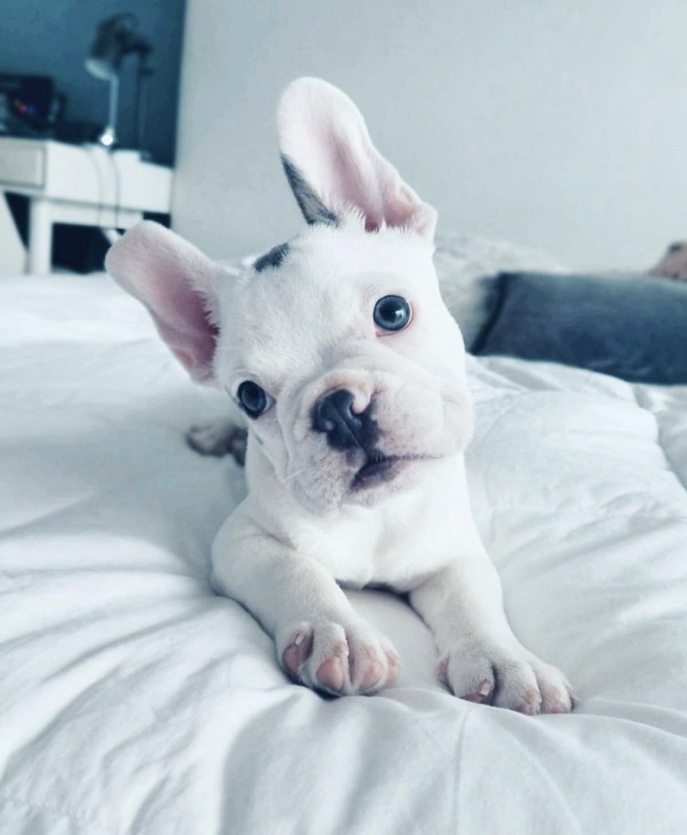 Французский бульдог голубоглазый