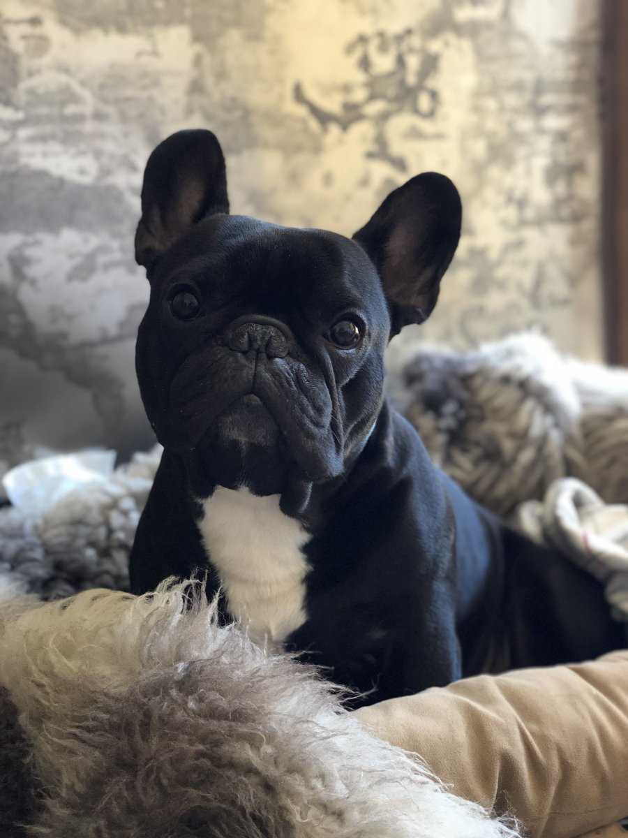 Голубой французский бульдог