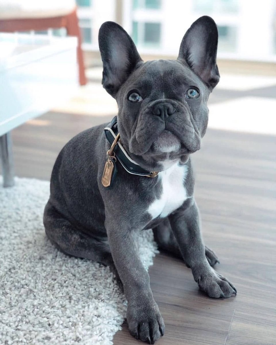 Голубо подпалый французский бульдог