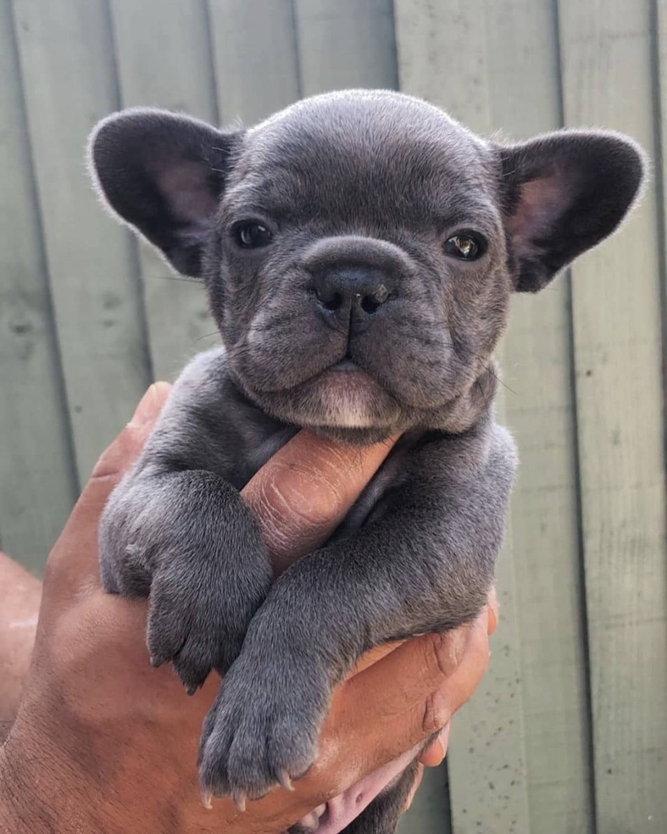 Американский булли щенок