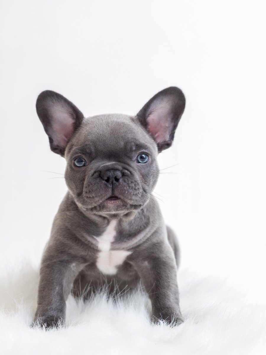 Французский бульдог Иды Галич