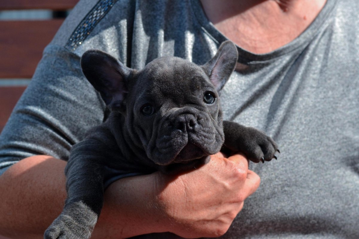 Французский бульдог Иды Галич