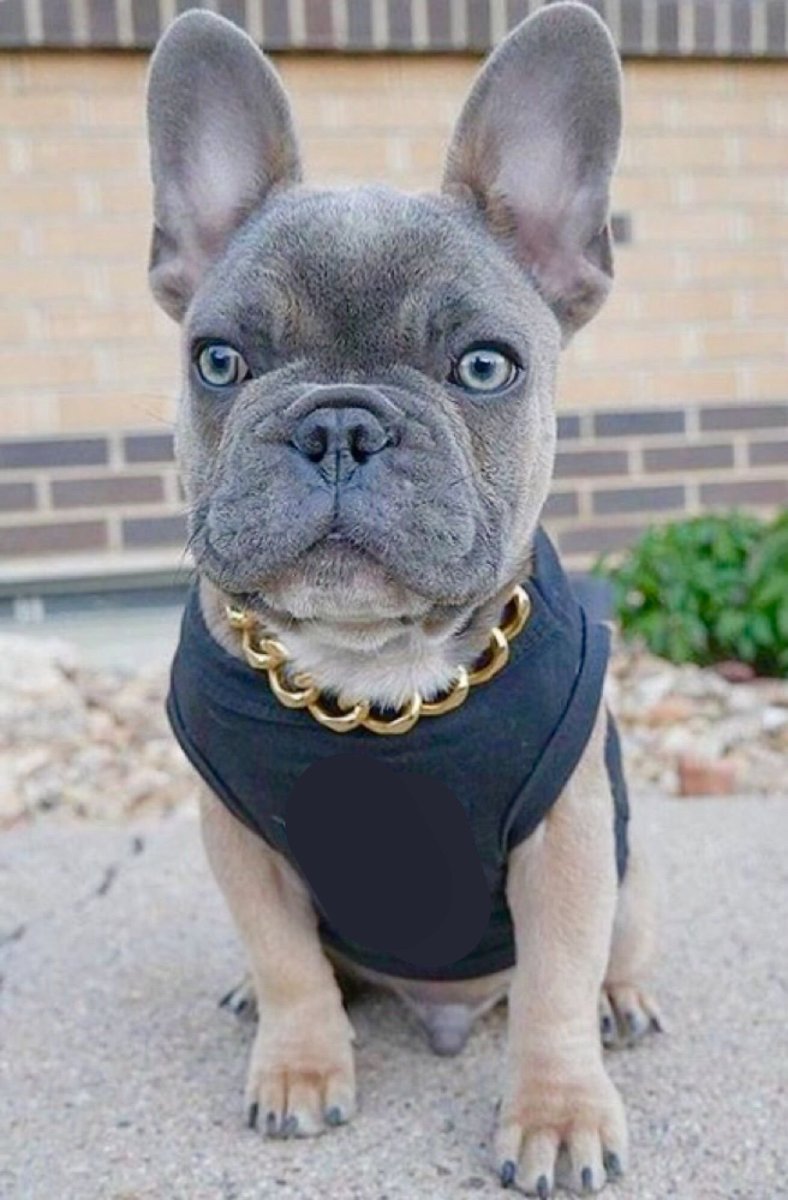 Бургосский бульдог