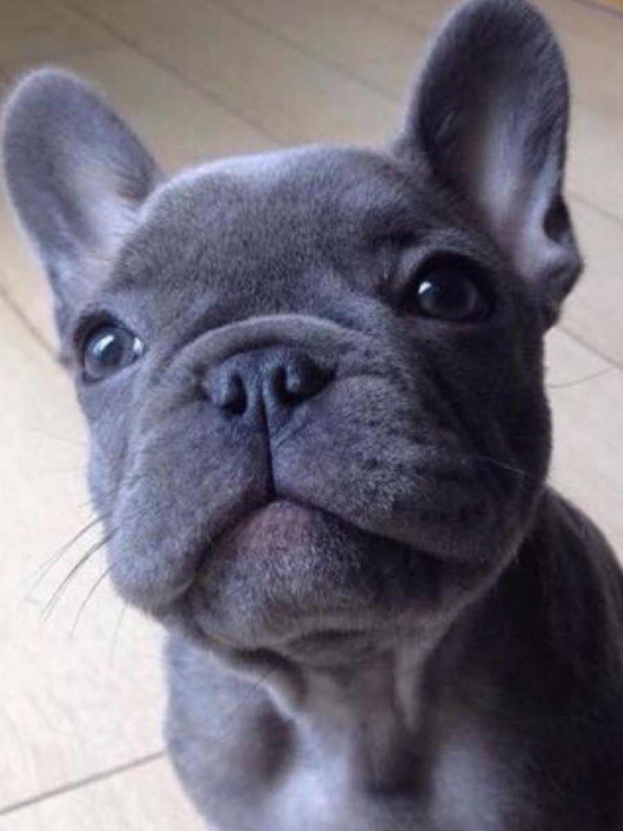 Французский бульдог щенок