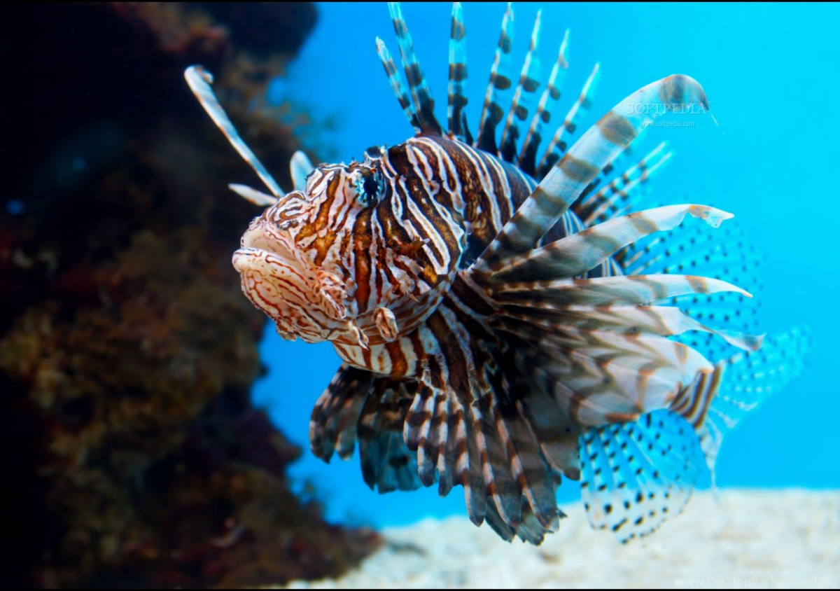 Крылатка-Зебра чернополосая