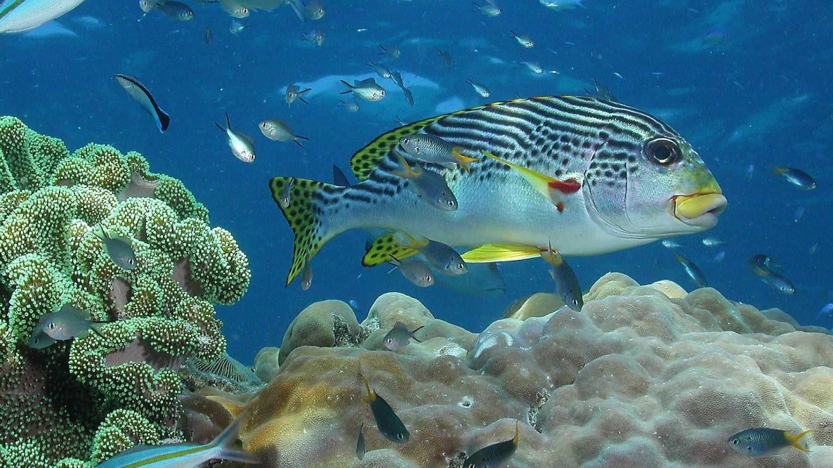 Большой Барьерный риф подводный мир