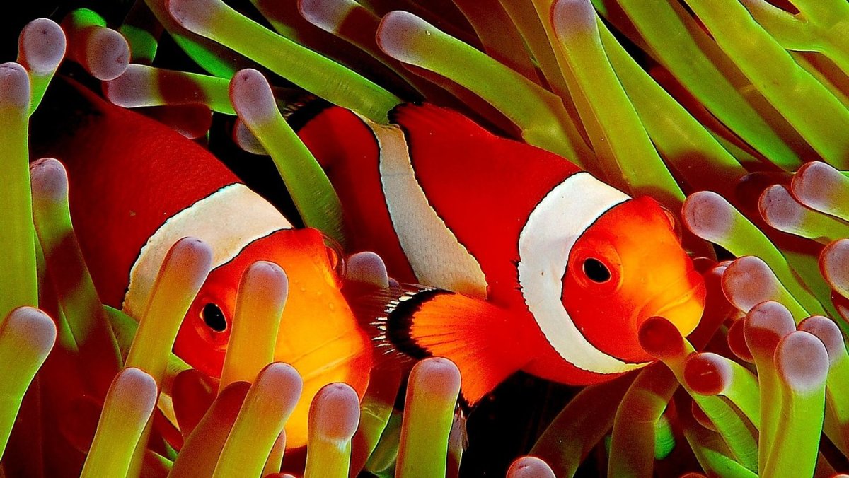 Рыба хирург Шарм Эль Шейх