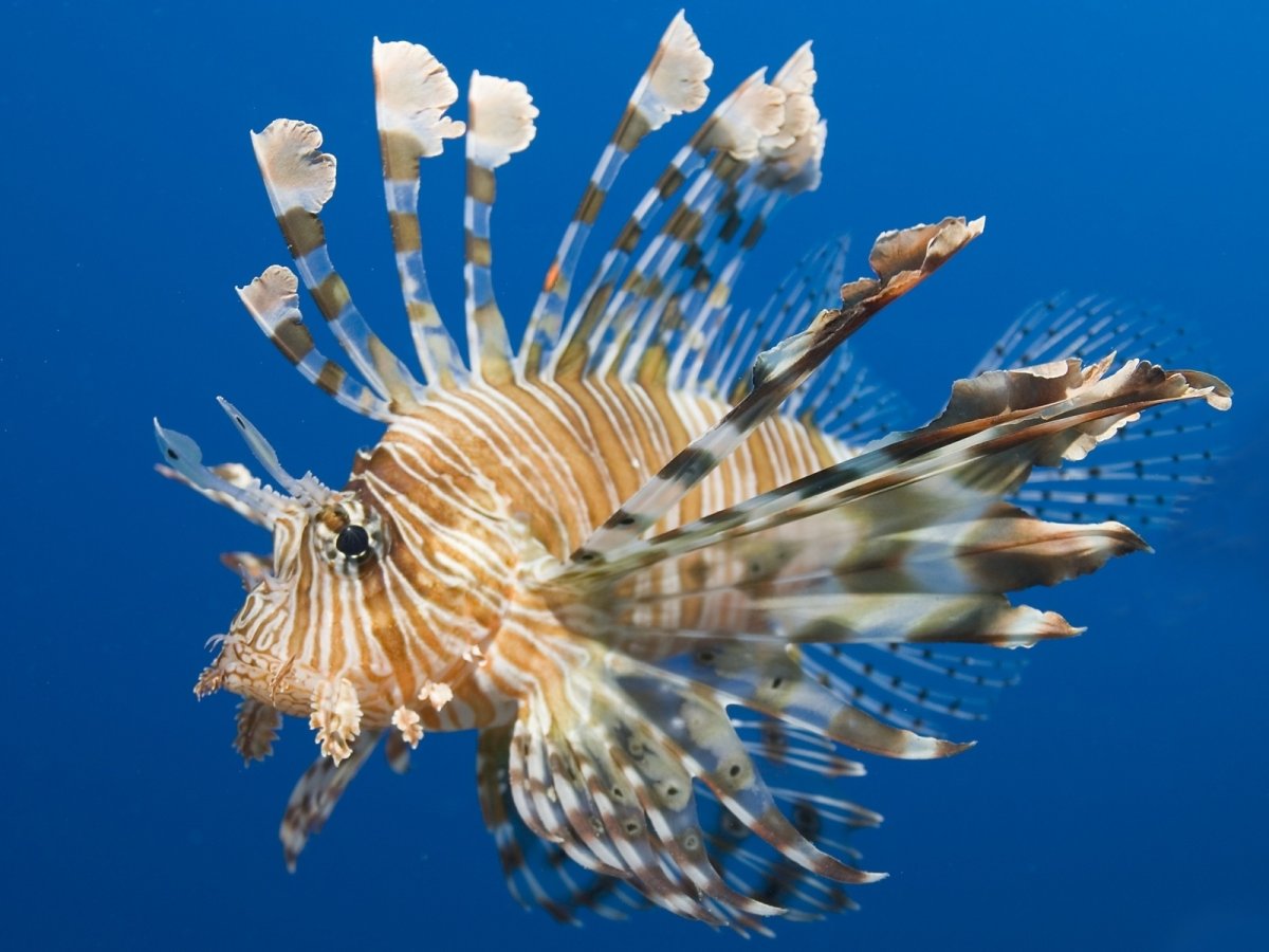 Рыба Лев крылатка