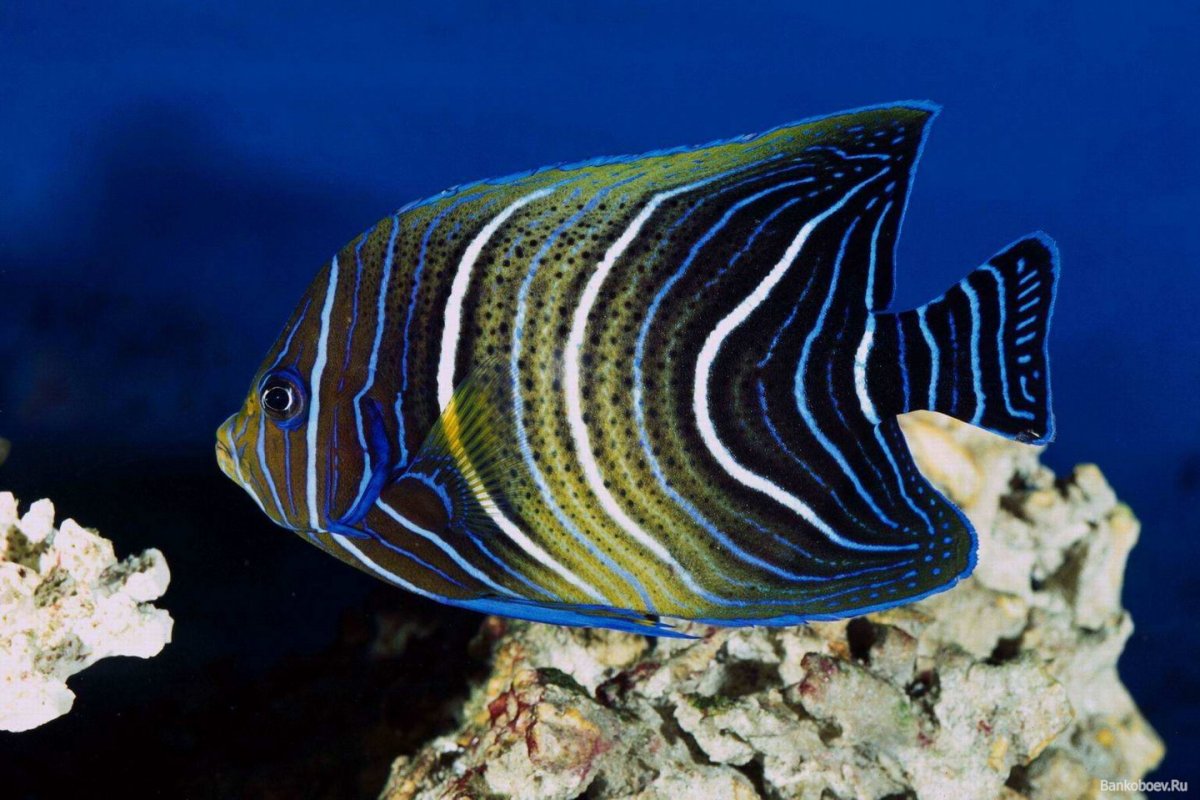 Самые красивые рыбы в мире морские