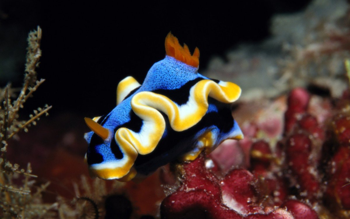 Рыбы в океане