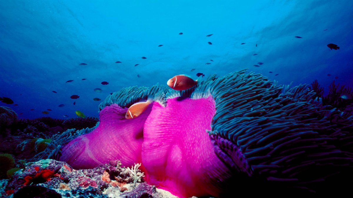 Большой Барьерный риф птицы