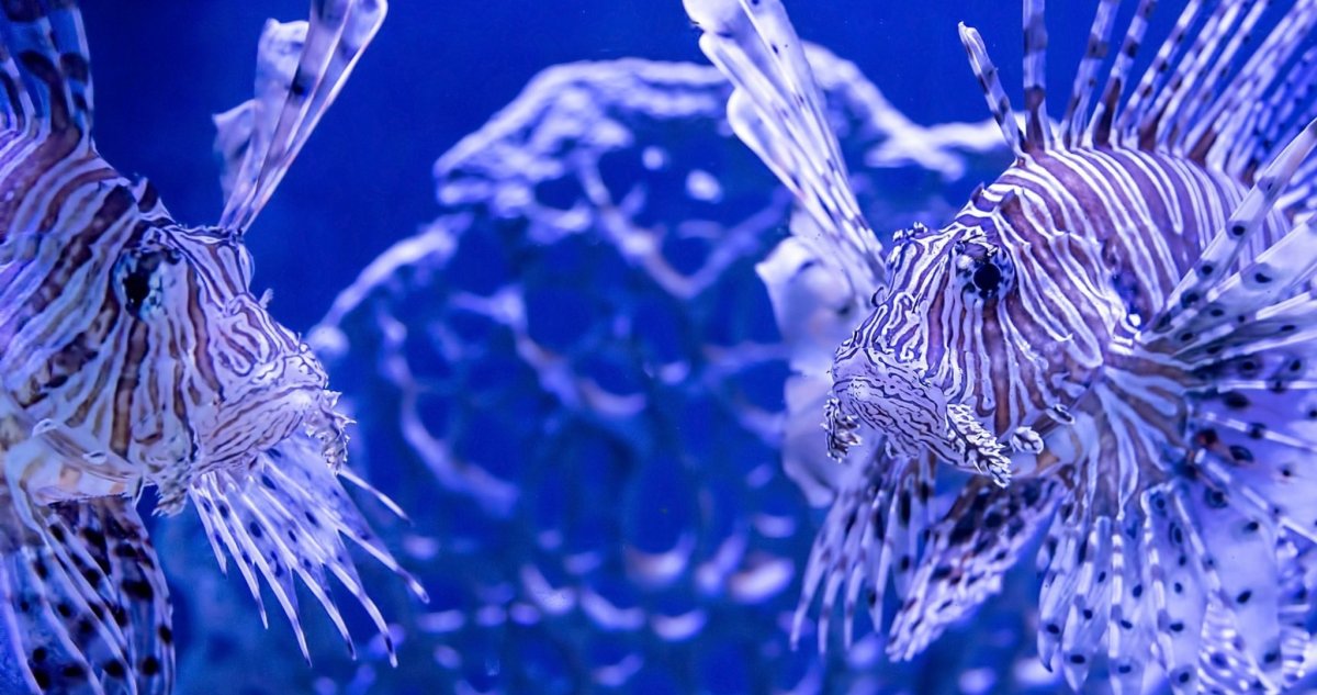 Подводный мир