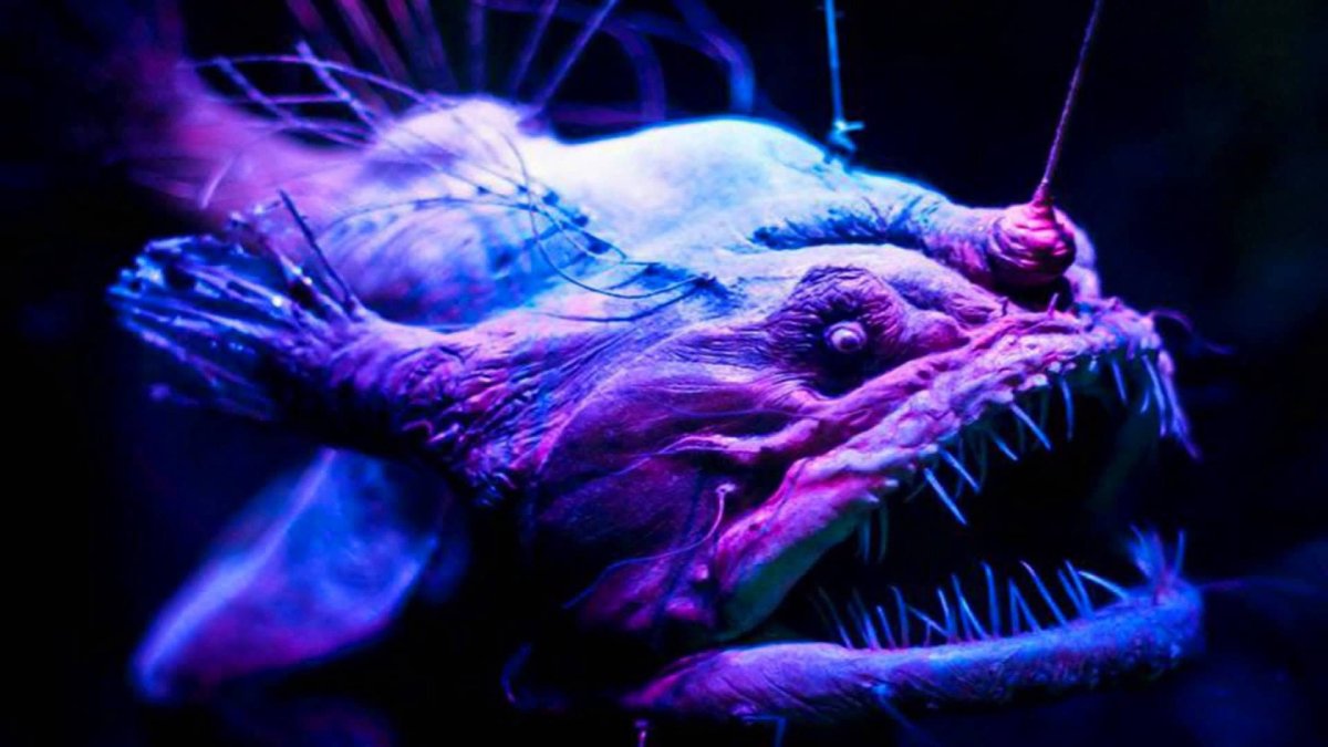 Удильщик Коммерсона