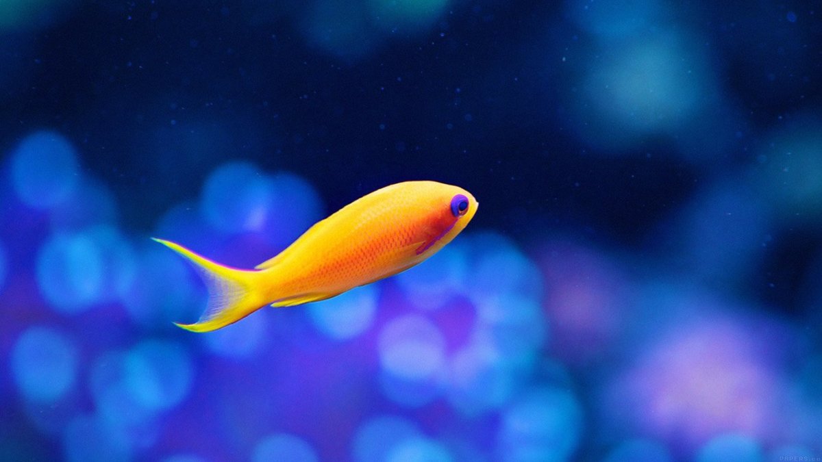 Маленькая рыбка