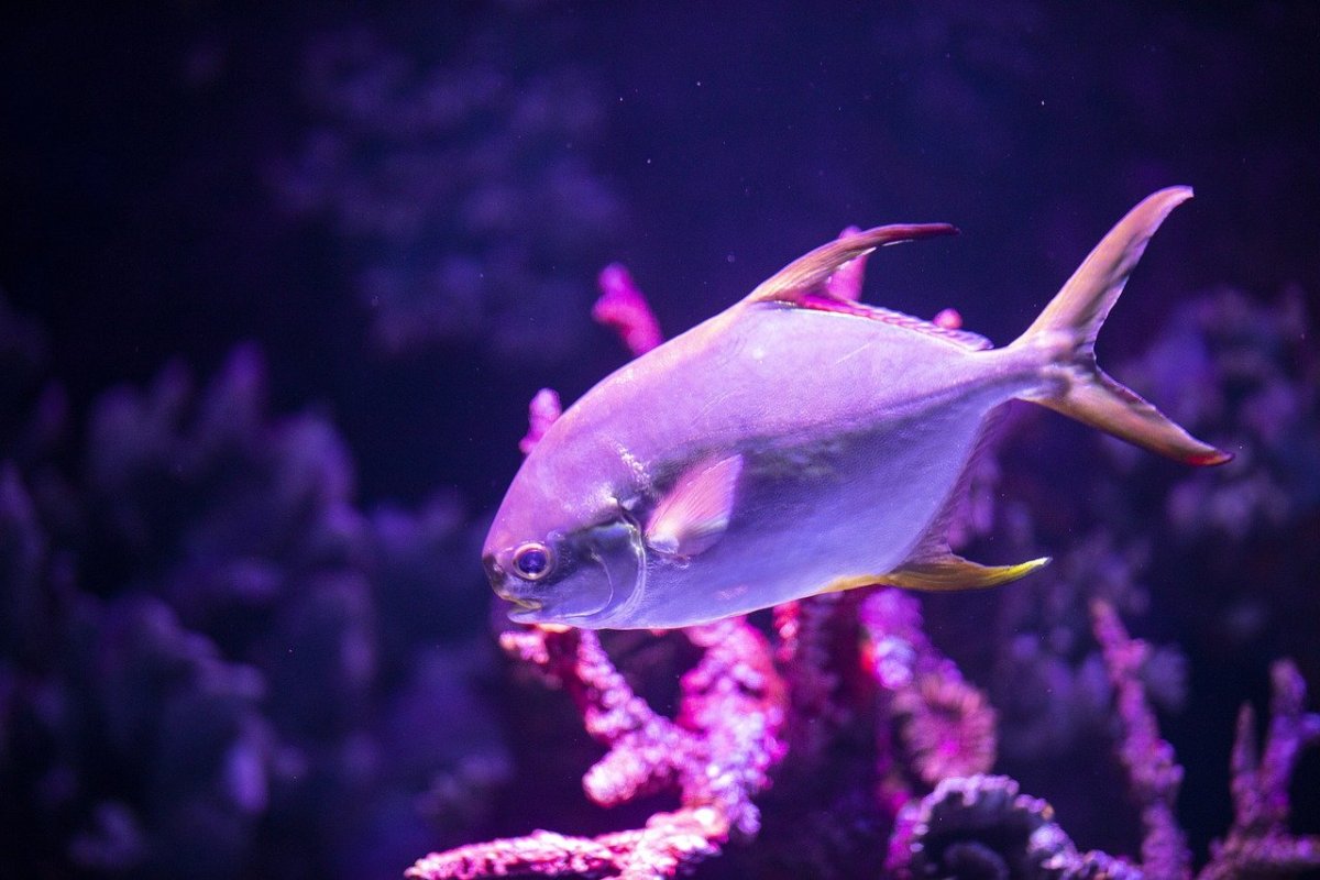 Фиолетовые рыбки в море