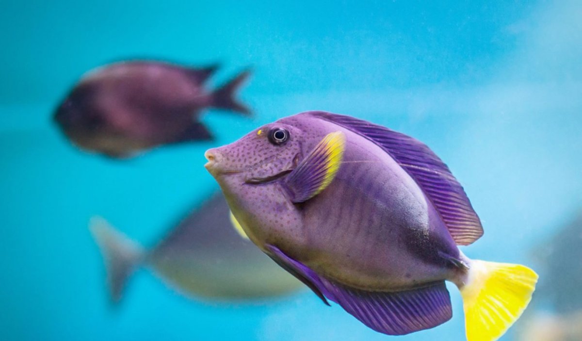 Морские рыбки картинки для детей с названиями