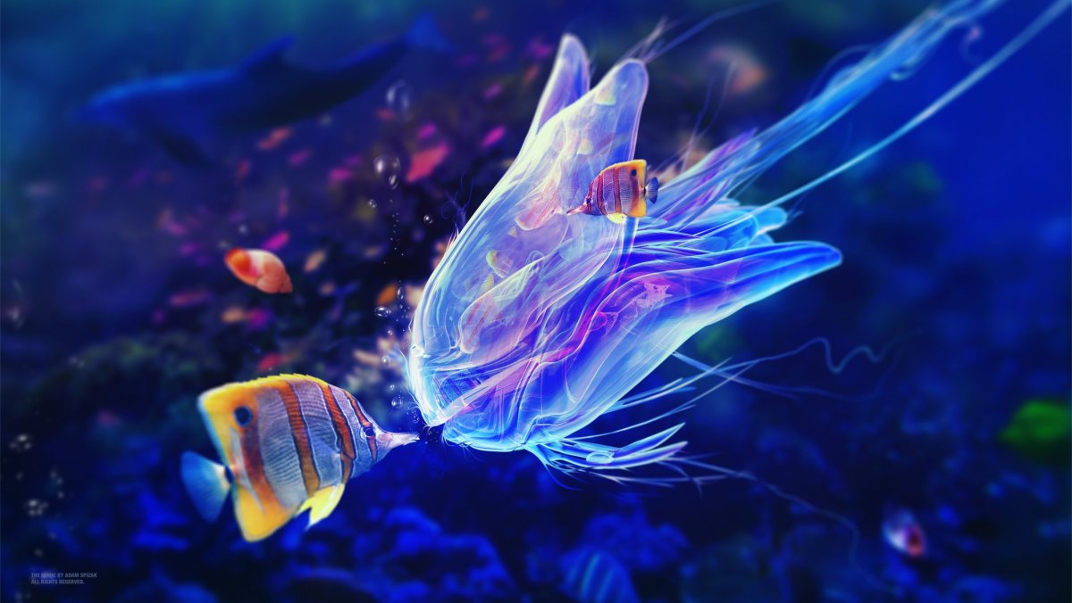 Морской мир