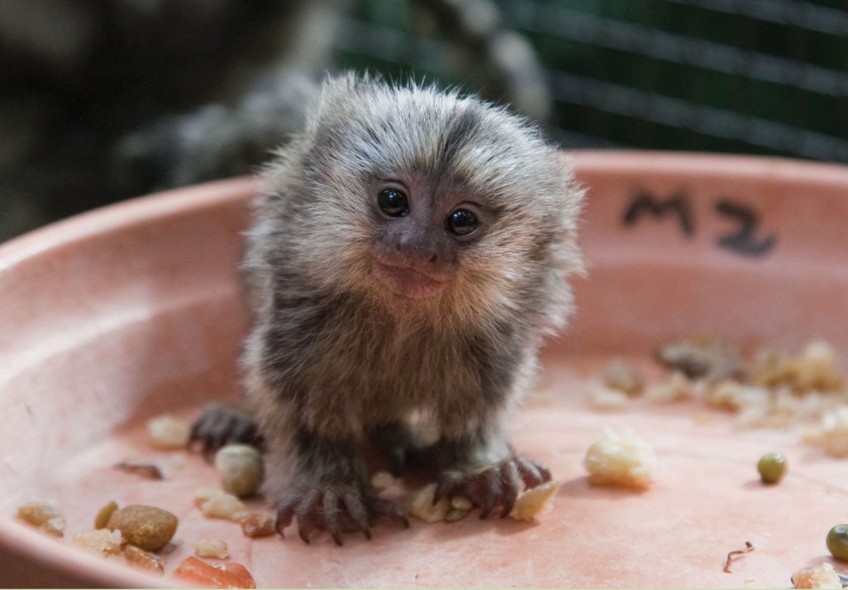 Обезьянка игрунка